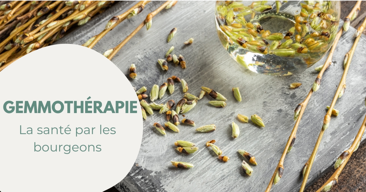 La gemmothérapie, la puissance des bourgeons image