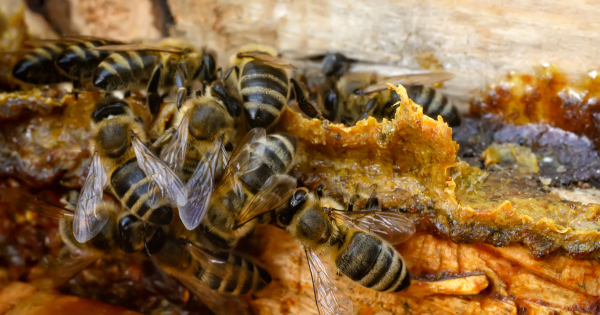 categorie Apithérapie image