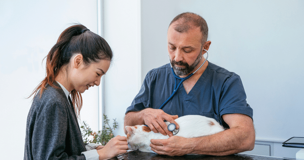 categorie Santé animale image