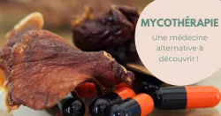 La mycothérapie, les pouvoirs méconnus des champignons