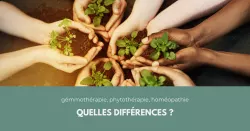 Phytothérapie, gemmothérapie, homéopathie : dans quels cas les utiliser ?