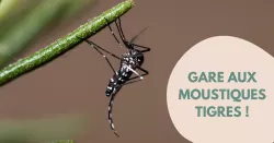 Moustique tigre, ce qu’il faut savoir sur lui