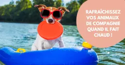 Chaleur : 10 manières de garder votre animal au frais