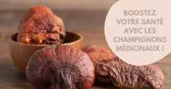 Mycothérapie, 8 champignons à connaitre