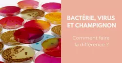 Bactérie, virus, champignon : modes de contamination et traitements