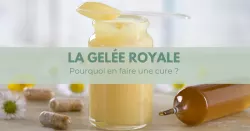 La gelée royale, le lait des reines
