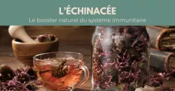 Les bienfaits de l'échinacée ou echinacea
