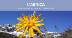 L’arnica : bienfaits et conseils d’utilisation