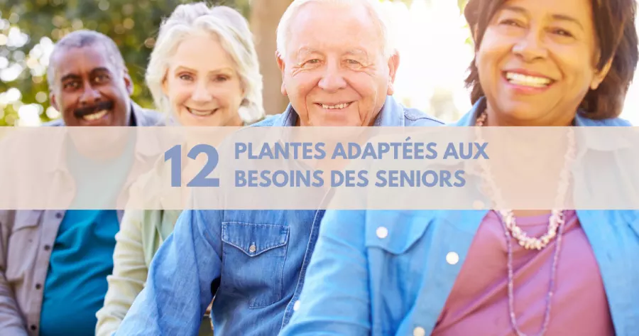 La phytothérapie : une alliée naturelle pour les seniors