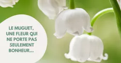 Le muguet : une plante toxique aux vertus médicinales image