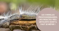 Comment agir en cas de contact avec des chenilles processionnaires ?