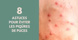 Les puces : mieux vaut prévenir que guérir !