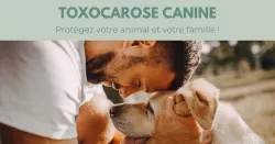 Qu’est-ce que la toxocarose canine ?