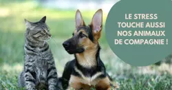 Stress chez les animaux de compagnie : signaux et solutions