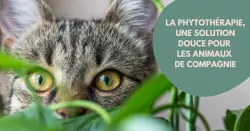 Phytothérapie vétérinaire : les bienfaits des plantes médicinales
