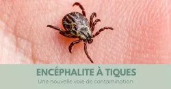 L'encéphalite à tiques : une infection rare à prendre très au sérieux