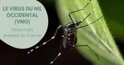Virus du Nil Occidental : comprendre, reconnaître et agir