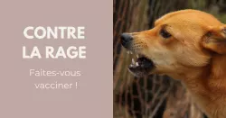 Comment se transmet la rage ?