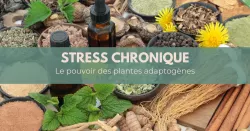 Les plantes adaptogènes, des alliées anti-stress naturelles