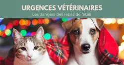 Chats, chiens, fêtes… les aliments à ne jamais donner
