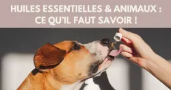 Huiles essentielles et animaux de compagnie : ce qu’il faut savoir image