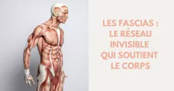 À quoi servent les fascias ?