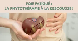 Foie fatigué : quelles plantes choisir selon les maux
